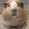 mimiduck3