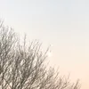 nell_wilks