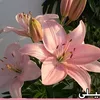 r_r_349