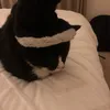 gato_mago28