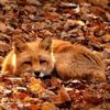 4iver.fox