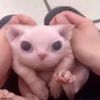 thegangcats