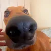 Rufi la perra dinosaurio