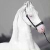 nouman7885