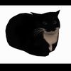 maxwell_da_cat