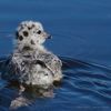 chubbyseagulls