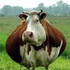 i_am_a_chunky_cow