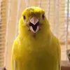 Canary Kanarienvögel