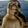 trollface4