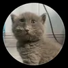 gray_cat70