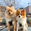 thepombois