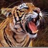 khostai.tiger