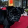 KnoopythePug