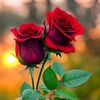 billalhossain0883