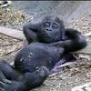 syukri_1987