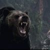 bear_vincent