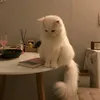 huahsghk2