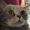 meowlil_kitty0