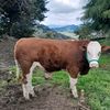 cristian.morocho42