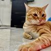 catcat2737