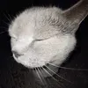 sshefonerr