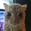 victorcolell