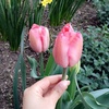 altulip35