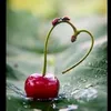 hanifi_friba08