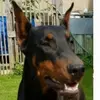 dobermann2079