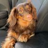 a_weenie_named_winnie