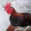 arnelaram