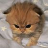 hii.rasti