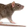 its_ratton