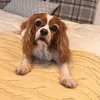 adventuresoffeebs