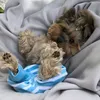 yorkiepupi
