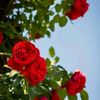 slsbyl4138