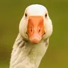 nemoy_gus