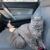olekthecat