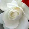 rozaroza.88