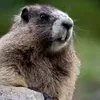funny animals