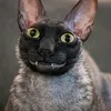 why_imdark