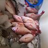 armo_fish