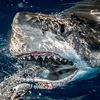 bklynshark