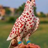 mzahir.abdullayev0