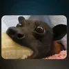 diegoviskv4