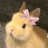 xyrlttymacxah