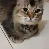 rian_gabuburit