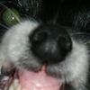 redeyedog8