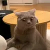 mimi_03_35