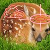 promisedprey
